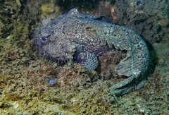 Batrachomoeus dubius