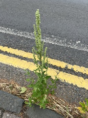 Chenopodium album