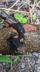 Punctularia strigosozonata