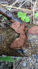 Punctularia strigosozonata