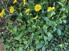 Doronicum pardalianches