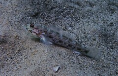 Istigobius hoesei