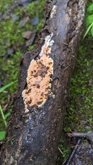 Steccherinum nitidum