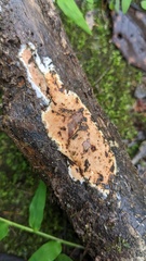 Steccherinum nitidum