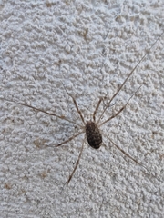 Opilio saxatilis