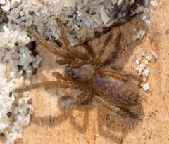 Harpactira