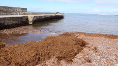 Sargassum