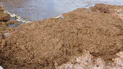 Sargassum