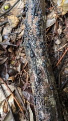 Annulohypoxylon truncatum
