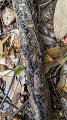 Annulohypoxylon truncatum