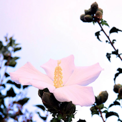 Hibiscus mutabilis