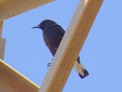 Oenanthe leucura