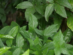 Syngonium podophyllum