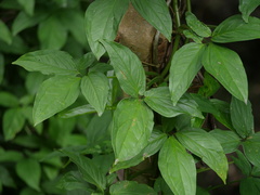 Syngonium podophyllum