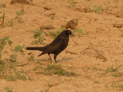 Molothrus oryzivorus
