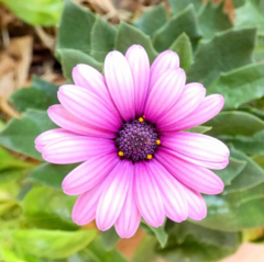 Dimorphotheca pluvialis