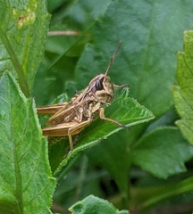 Pseudochorthippus curtipennis