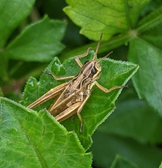 Pseudochorthippus curtipennis