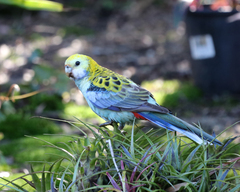 Platycercus adscitus