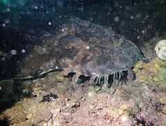 Orectolobus maculatus