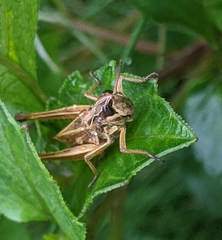 Pseudochorthippus curtipennis