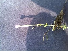 Centaurium pulchellum