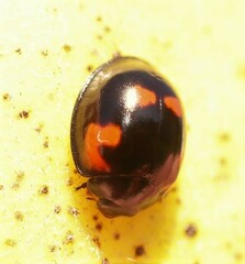 Exochomus quadripustulatus