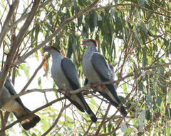 Lopholaimus antarcticus