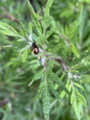 Chrysolina aurichalcea