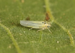 Zyginidia scutellaris