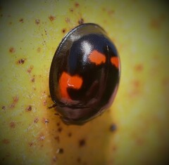 Exochomus quadripustulatus