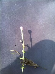 Centaurium pulchellum