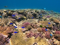 Pomacentrus coelestis