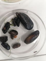 Mytilus edulis