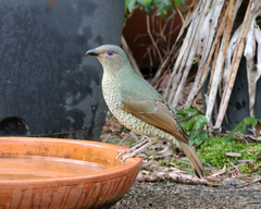 Ptilonorhynchus violaceus