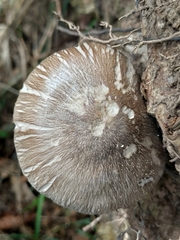 Pluteus
