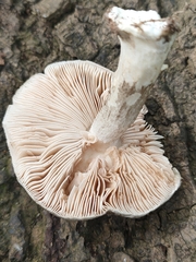 Pluteus