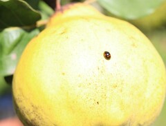 Exochomus quadripustulatus