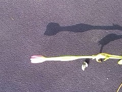 Centaurium pulchellum