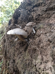 Pluteus