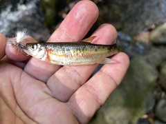 Clinostomus funduloides