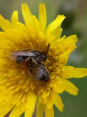 Lasioglossum