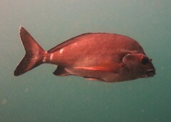 Morwong fuscus