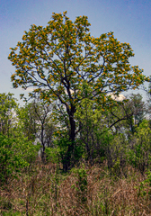 Pterocarpus brenanii image