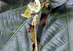 Polyrhachis bihamata
