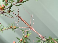 Archimantis latistyla