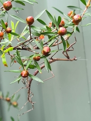 Archimantis latistyla