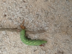 Theretra pallicosta