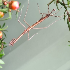 Archimantis latistyla