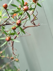 Archimantis latistyla